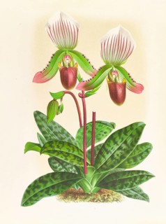 Orchid, Cypripedium callosum, authentic reproduction of an illustration by Jean Jules Linden (1817