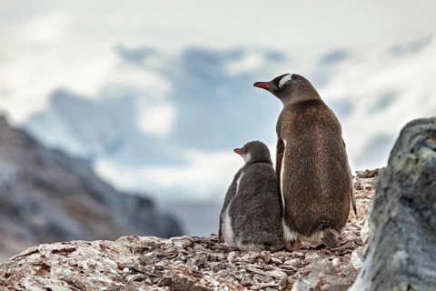 Two penguins on a rocky outcrop with snow-capped mountains in the background, gentoo penguin