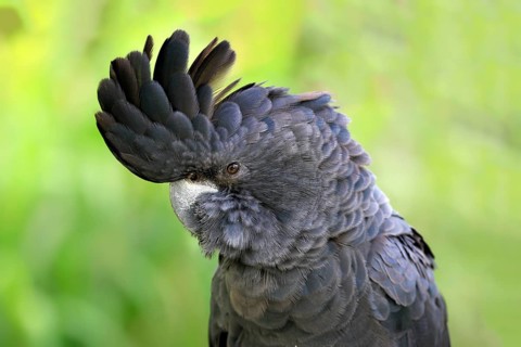 Banks' cockatoo (Calyptorhynchus banksii), portrait, Australia