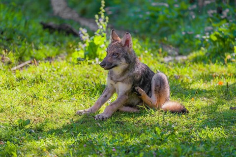 A small-sized gray wolf pup (Canis lupus lupus) sits on a green meadow and scratches himself with