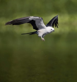 Swallow-tailed Kite (Elanoides forficatus) flying, Florida, USA