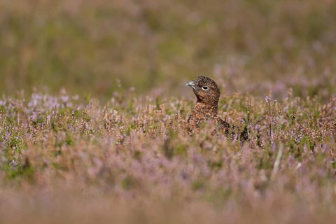 Red grouse (Lagopus lagopus scotica) adult bird in flowering moorland Heather plants in summer,