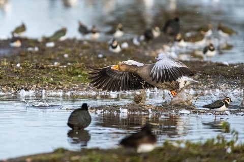 Greylag Goose, Anser anser, bird in flight over winter marshes