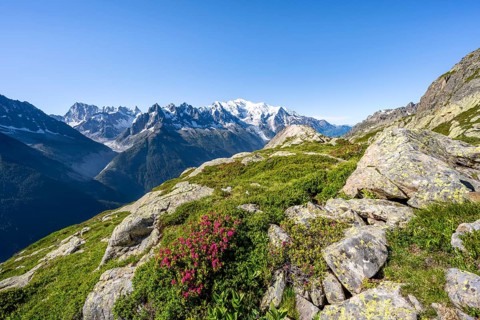 Mountain landscape with alpine roses, mountain panorama of the Mont Blanc massif with glaciated