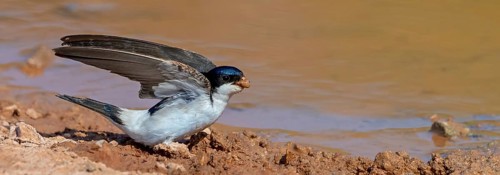 House Martin, Town Swallow, common house martin (Delichon urbica), Lesbos Island, Greece