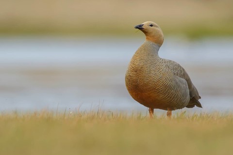 Ruddy-headed Goose (Chloephaga rubidiceps) feeding along the shoreline in the Falkland Islands