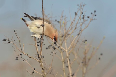 Bohemian Waxwing (Bombycilla garrulus) feeding on berries, North Rhine-Westphalia, Germany