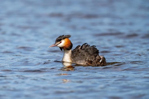 Great Crested Grebe (Podiceps Scalloped ribbonfish), Vulkaneifel, Rhineland-Palatinate, Germany