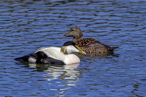 Common eider duck (Somateria mollissima) female and male, drake in breeding plumage swimming along
