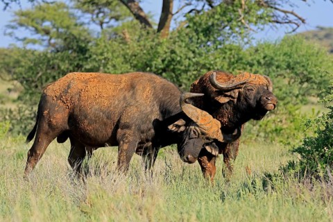 Cape buffalo (Syncerus caffer), adult, social behaviour, two buffalo, Mokala National Park,