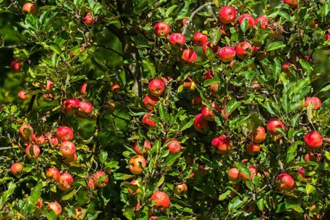 Cultivated apple, Malus domestica, rosaceae, rose family, apple, flora, meadow orchard, plants,