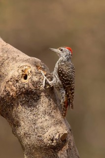 Cardinal Woodpecker (Dendropicos fuscescens hemprichii) male, Lake Langano, Ethiopia