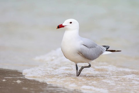 Audouin's Gull (Ichthyaetus audouinii), Mallorca, Spain