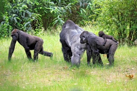 Western gorilla (Gorilla gorilla), adult, male, silverback, female, juvenile, baby, family, group,