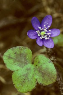 Common hepatica, buttercup, hepatica nobilis, liverwort, ranunculaceae, flora, spring, high size,