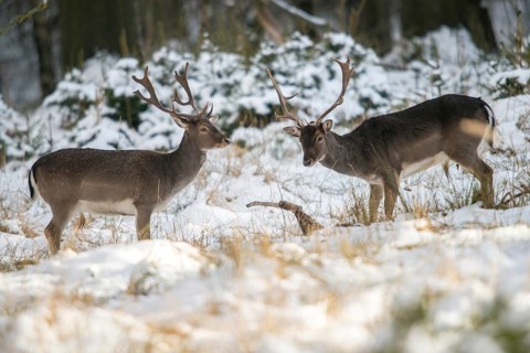 Dama dama, fallow deer, fallow deer, mammals, shovelers, snow, mammals, winter