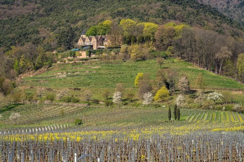 Vineyard near Kropsburg Castle in Sankt Martin, Southern Wine Route, Rhineland-Palatinate, Germany