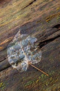 Autumn, leaf, autumn, high size, portrait format, leaves, transience, decay, decomposition