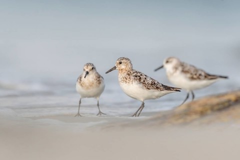 Sanderling (Calidris alba) feeding on a beach. Camaret sur mer, Crozon, Finistere, Brittany, France