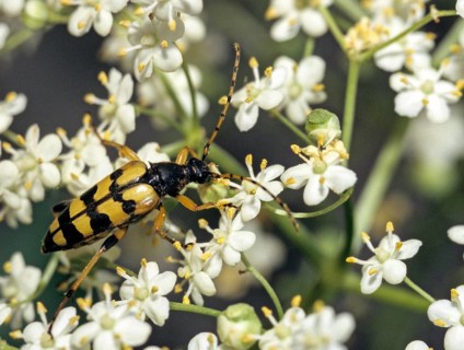 Black and yellow longhorn beetle, cerambycidae, spotted larbock, harlequin longhorn, leptura