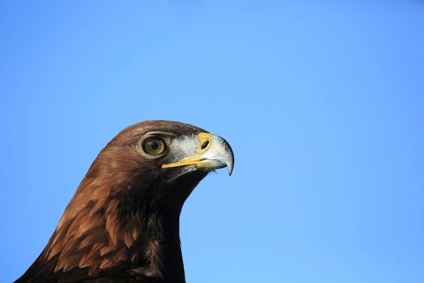 Golden eagle, eagle's head against a clear blue sky, with an alert gaze and distinct contours,