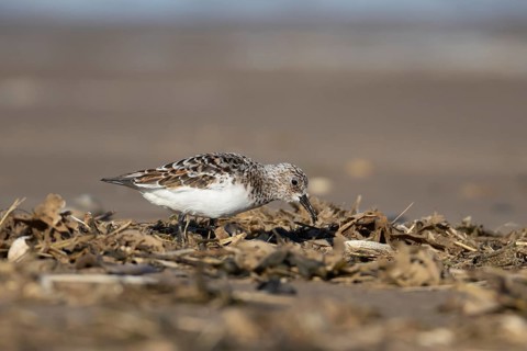 Sanderling (Calidris alba) adult wading bird in summer plumage feeding on a beach, Norfolk,
