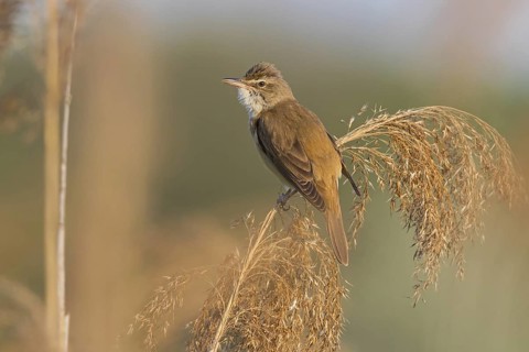 Reed warbler, (Acrocephalus arundinaceus), reedbed perch, biotope, habitat, animals, birds,