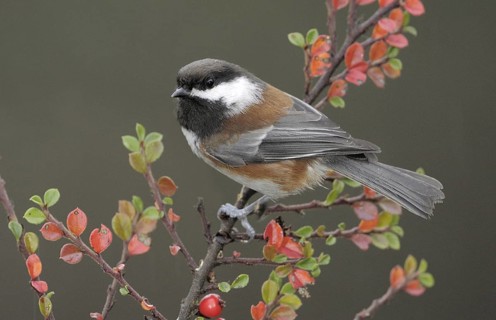 Chestnut-backed Chickadee (Poecile rufescens), British Columbia, Canada