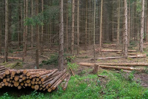 Forestry, logging, industrial forestry, intensive forestry, intensive forestry, landscape,