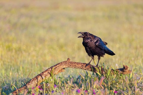 Raven, Common Raven, Raven, (Corvus cor), Grand Corbeau, Hides De Calera / Valley Hide, Calera Y