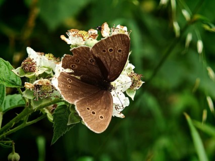 A close-up of a dark butterfly, the Brown Wood Butterfly (Aphantopus hyperantus) with spots,