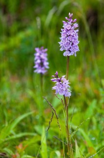 Dactylorhiza fuchsii, Finland, fox orchid, fox fingerroot, fox knuckle herb, fox fingerroot, fox