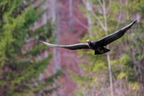 A Northern Bald Ibis, Hermit Ibis (Geronticus eremita) in flight in natural surroundings