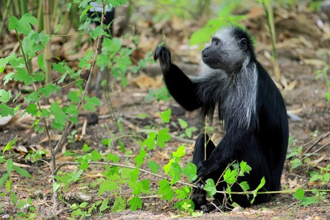 White-bearded snub-nosed monkey (Colobus polykomos), adult, sitting, on the ground, foraging, alert