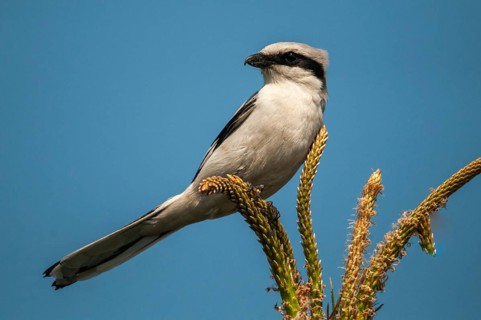 Brandenburg, Germany, Great Grey Shrike, Lanius Excubitor, national natural heritage, natural