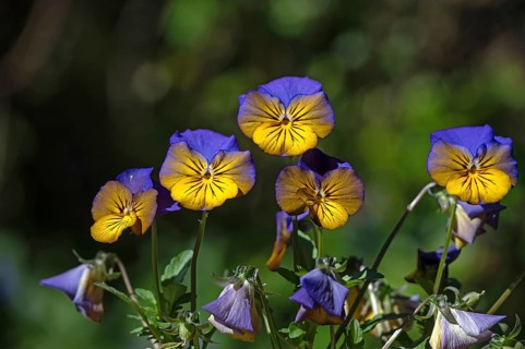 Pansy (Viola wittrockiana), Bavaria, Germany