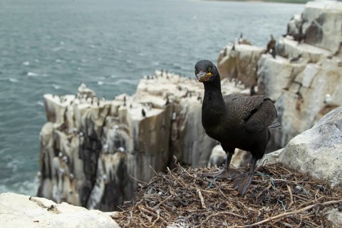 Shag (Phalacrocorax aristotelis) adult seabird bird on its nest, Farne islands, Northumberland,