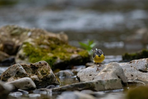 A mountain tail on a stream, Hönnetal, Sauerland, North Rhine-Westphalia, Germany