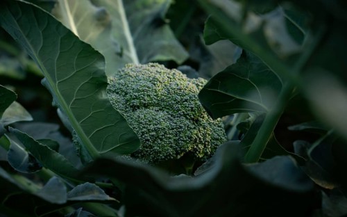 Close-up of a vibrant green broccoli head nestled among its leaves. A healthy, fresh vegetable