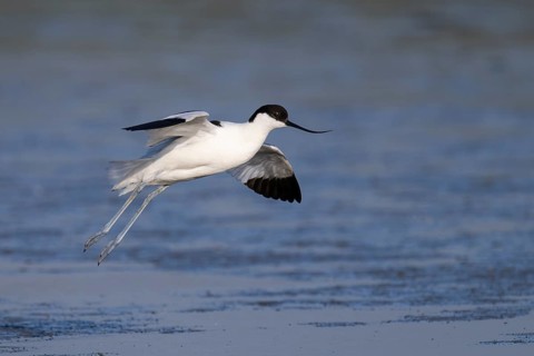 Avocet (Recurvirostra avosetta), Texel, Netherlands