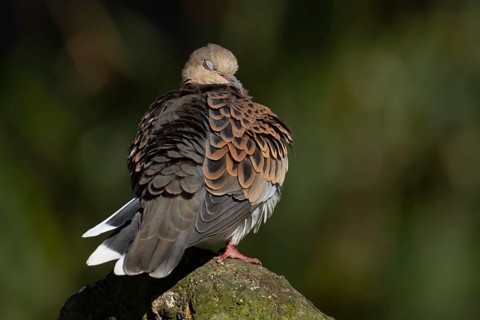 European turtle dove (Streptopelia turtur) adult bird sleeping on a rock, England, United Kingdom