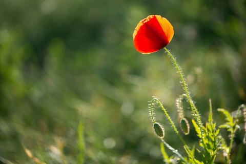 Flanders poppy, corn poppy, poppy, poppy, poppy, papaver rhoeas, papaveraceae, common poppy,