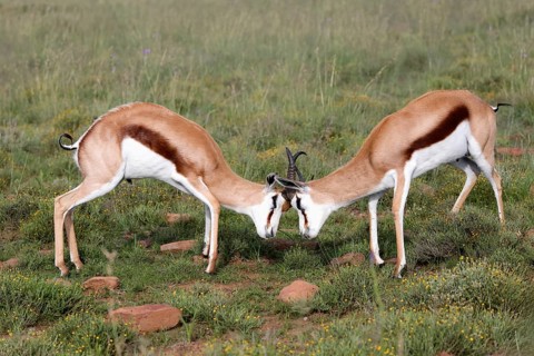 Springbok (Antidorcas marsupialis), adult, male, two, fighting, Mountain Zebra National Park,