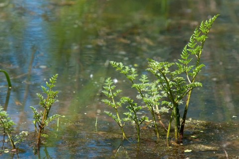 Apiaceae, umbelliferous plants, oenanthe aquatica, water fennel, water horse seed, fine-leaved