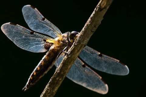 Four-spotted chaser, dragonflies, insects, dragonflies, insects, dragonflies, insects, dragonflies,