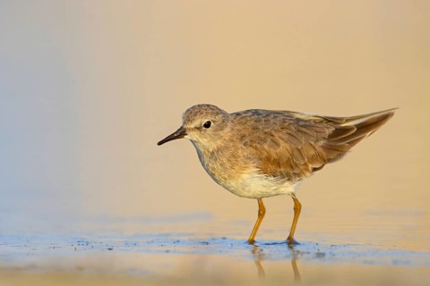 Temminck's Sandpiper, (Calidris temminckii), Animals. birds, limicoles, biotope, habitat, foraging,