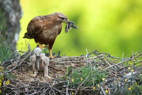 Accipitriformes, eagle buzzard, Buteo Rufinus, long-legged buzzard, birds, Bulgaria, eagle, female,