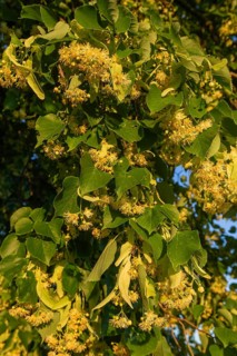 Blooming linden flowers with bees in warm sunset light against blue sky, Baden Württemberg, Germany