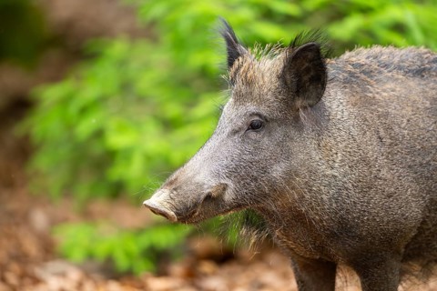Wild boar (Sus scrofa) standing in a forest, Bavaria, Germany