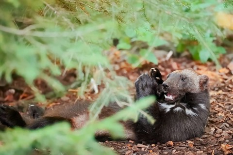 Wolverine or bear marten (Gulo gulo), feeding, captive, Germany